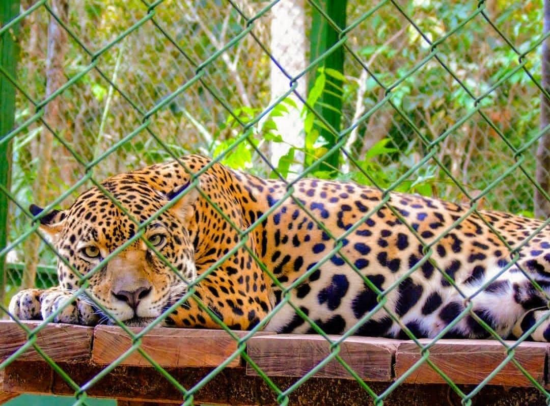 APÓS 10 ANOS, ZOOLÓGICO NO PARÁ RELEMBRA CASO DA ONÇA JUMA
