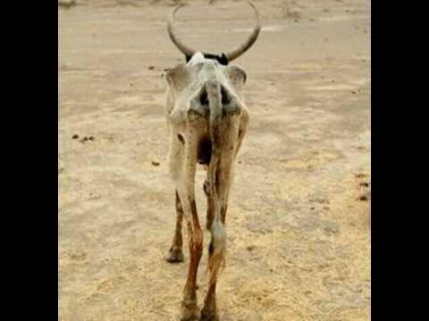 CARA DE PAU BRINCA COM A JUSTIÇA EM TEMPO  DE  VACAS MAGRAS