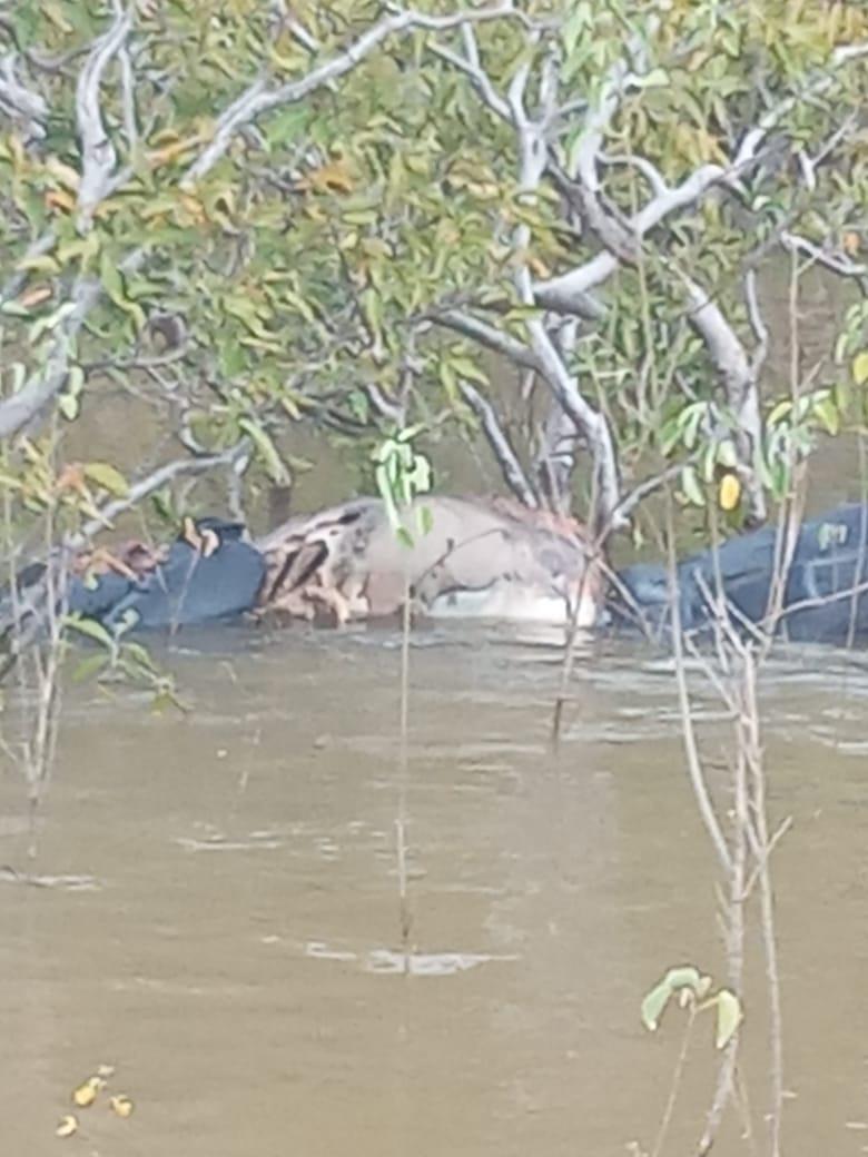 BANDIDOS QUE ATERRORIZAVAM EM  JACAREACANGA,  EM FUGA  FORAM PRESOS E UM MORTO POR AFOGAMENTO