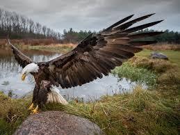 COMANDANTE MARCELO AMERICANO FORA DE ROTA  DESAPARECIDO EM AÇÃO  /  BUSCA E DESESPERO / 6º DIA