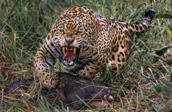 ONÇA-PINTADA ATACA CRIANÇA DE OITO ANOS EM ROÇA FAMILIAR NA ALDEIA PRATATI/CAJUAL NO ALTO RIO CURURU, JACAREACANGA