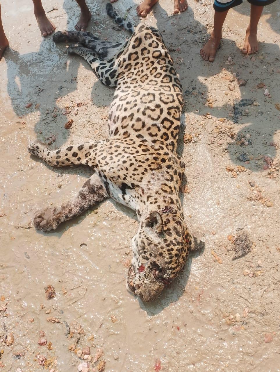 A onça morta depois de atacar a criança