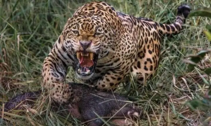 ONÇA-PINTADA ATACA CRIANÇA DE OITO ANOS EM ROÇA FAMILIAR NA ALDEIA PRATATI/CAJUAL NO ALTO RIO CURURU, JACAREACANGA